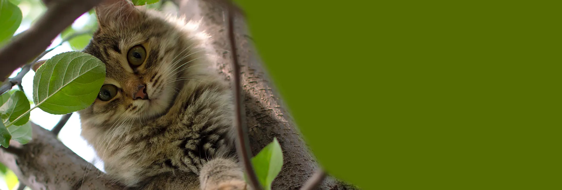 Pet Lovers Paradise!