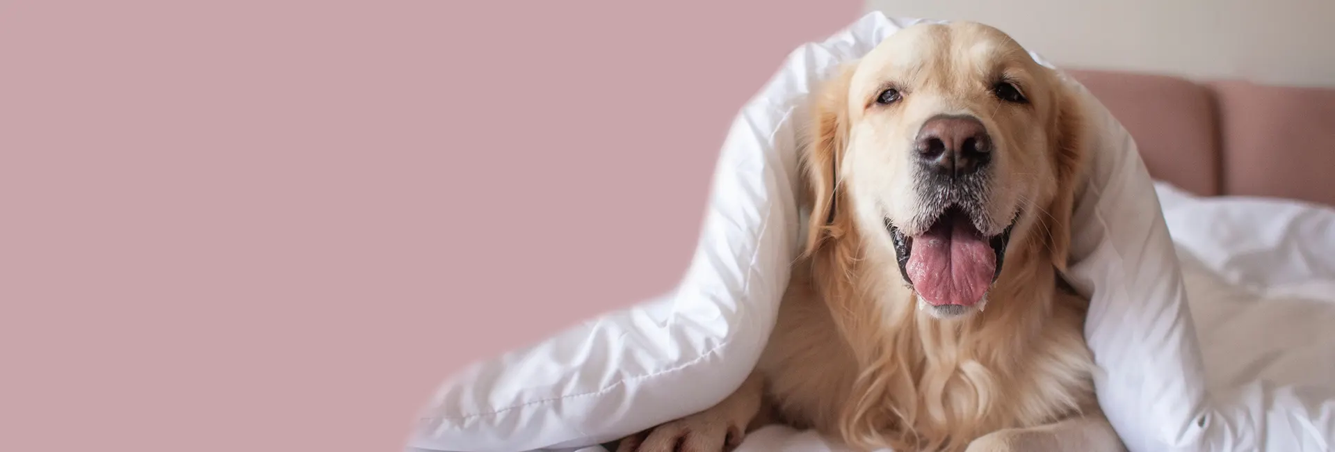 Dog Lovers Super Store!