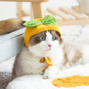 Fruit Print Funny Cat Clothes Hat 2 Color