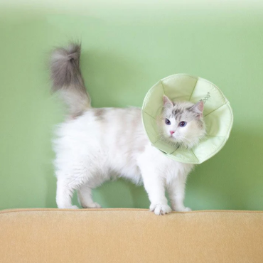 Macaroon Cat Collar 3 Color Headgear